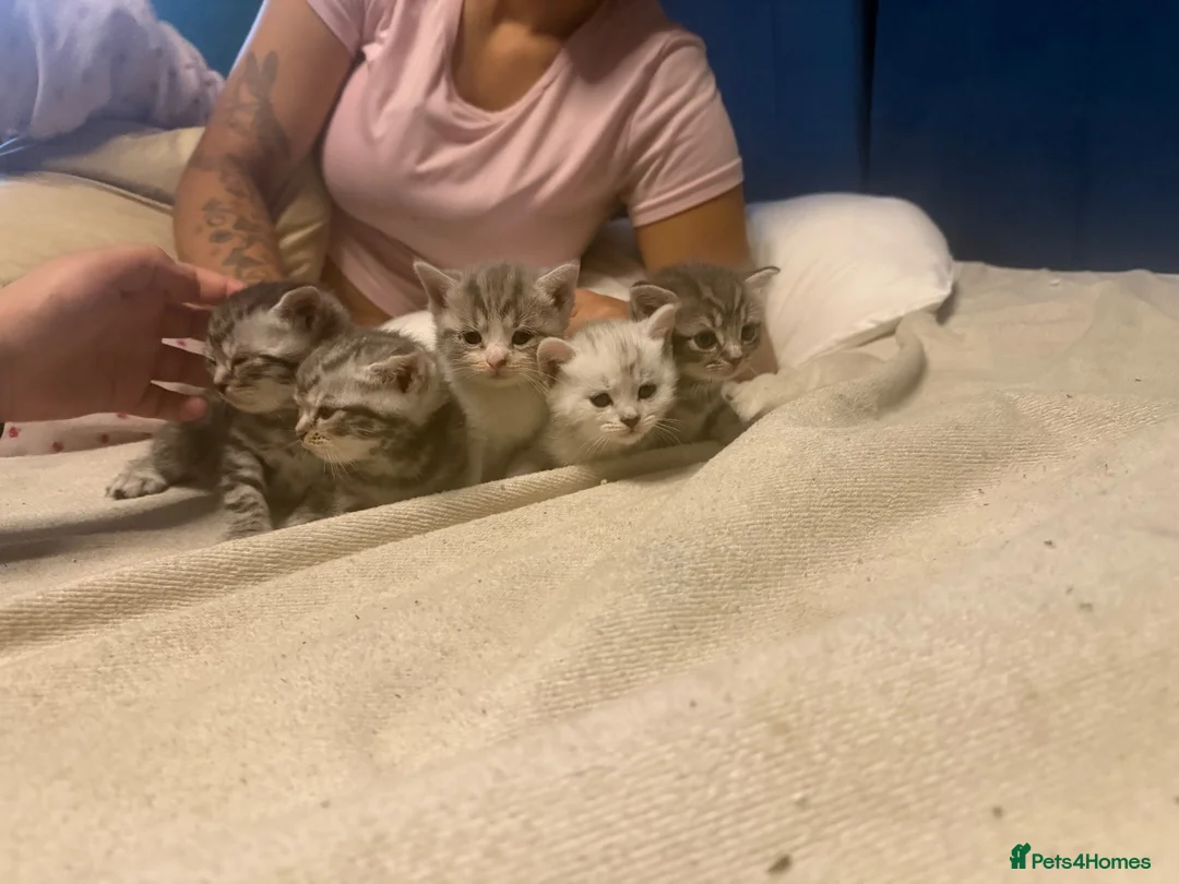 Egyptian Mau cats for sale: beautiful egyptian Mau kittens  in Chelmsford - Advert 16