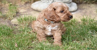 Cockapoo dogs - Advert 16