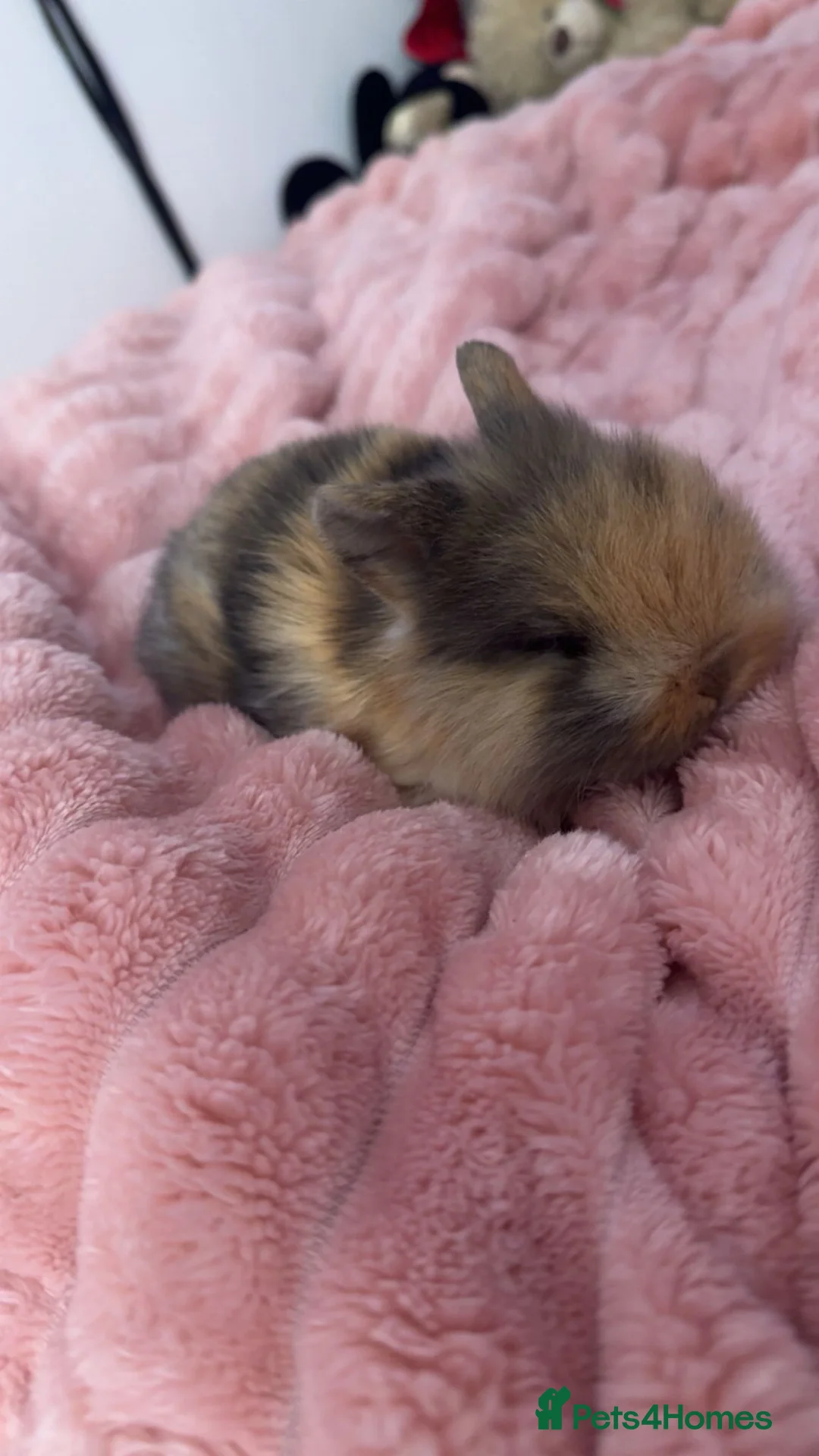 Mini Lion Lop rabbits for sale: Mini lion lop - Advert 2