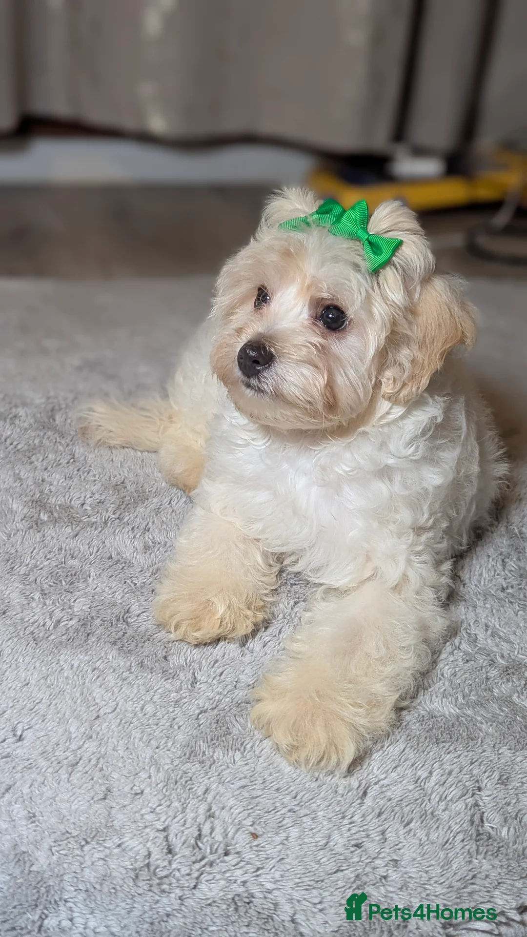Maltipoo dogs for sale: Olivia M - Advert 10