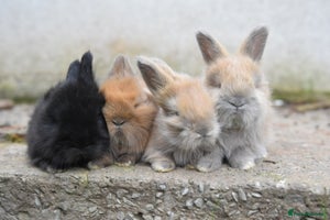 Angora rabbits - Advert 2