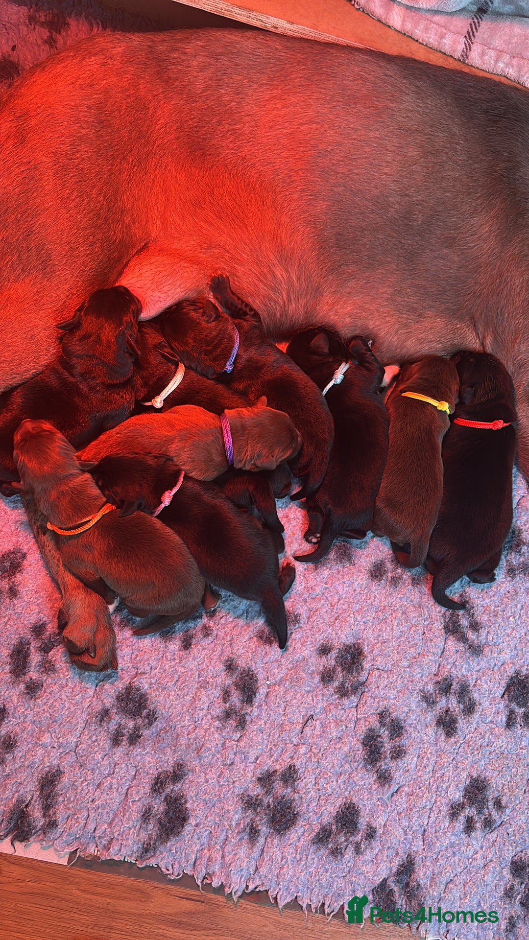Borador dogs for sale: Gorgeous lab x collie pups. Silver, choc & black - Image 1