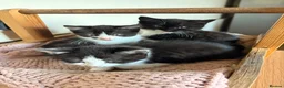 Mixed Breed cats for sale: British blue X Kittens -Super cute! - Advert 7