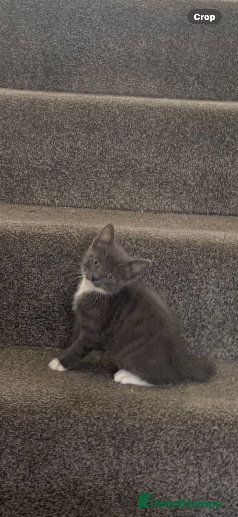 Mixed Breed cats Playful, cute, adventurous with manners lol - Advert 7