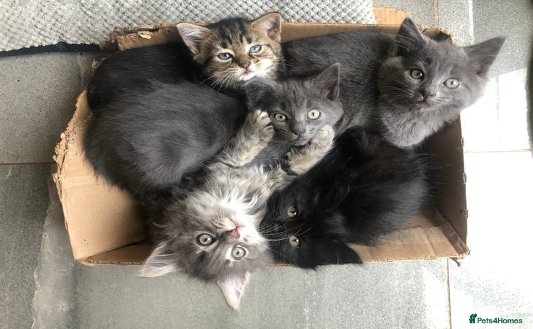 Mixed Breed cats - Advert 1