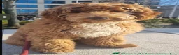 Goldendoodle dogs for sale: Gorgeous Double Doodle Boys - Advert 19