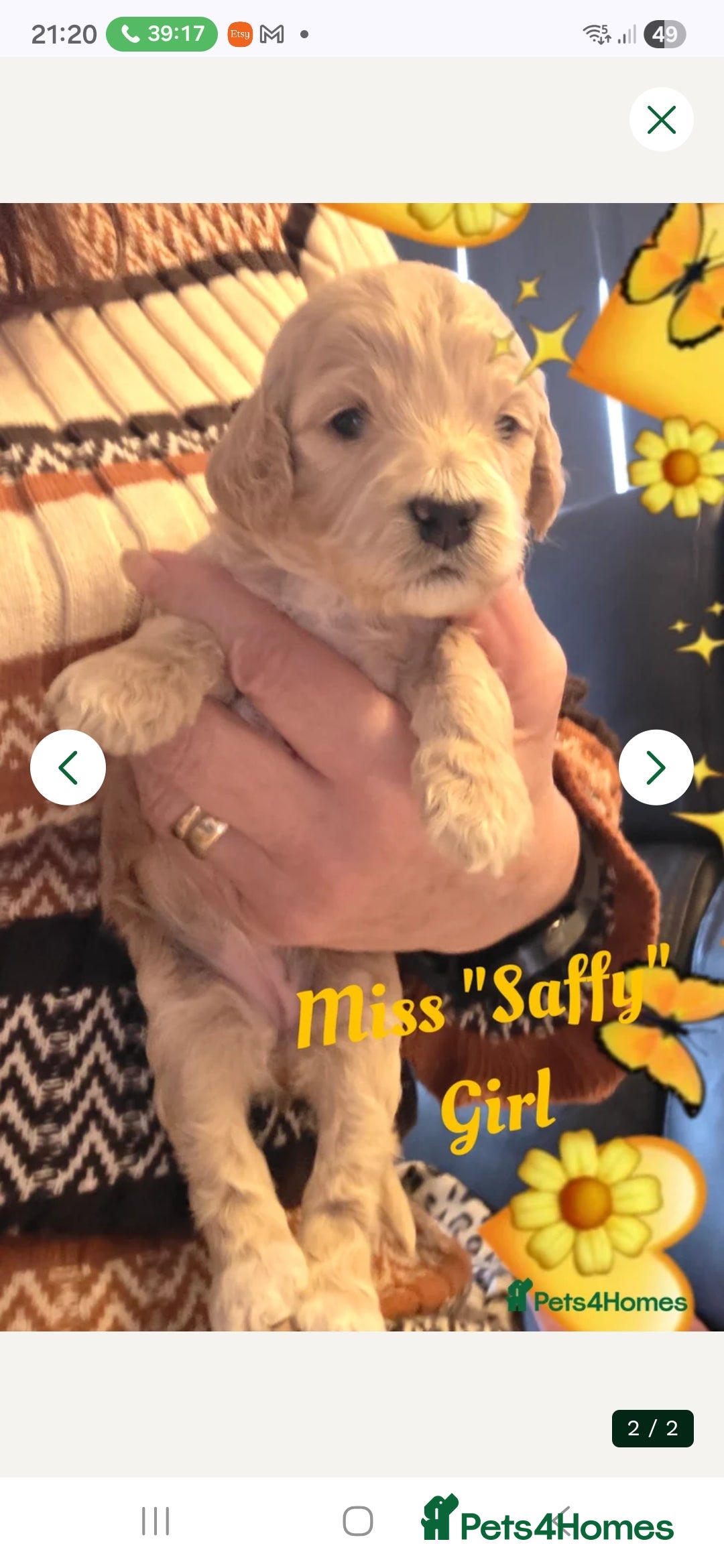 Cockapoo dogs Cockerpoo Teddy Bears-Only 3 Left - Advert 10