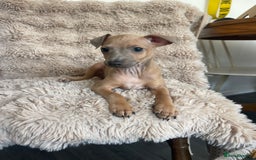 Italian Greyhound dogs for sale: 3/4 Italian greyhound puppies - Image 11