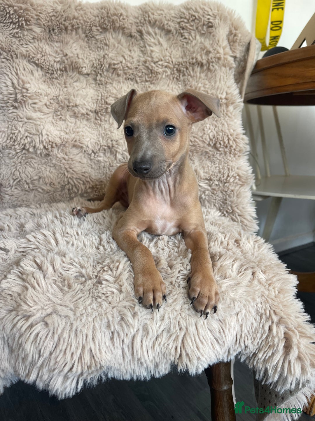 Italian Greyhound dogs for sale: 3/4 Italian greyhound puppies - Image 11