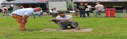 Mixed Breed dogs for stud: Bedlington x whippet - Advert 3