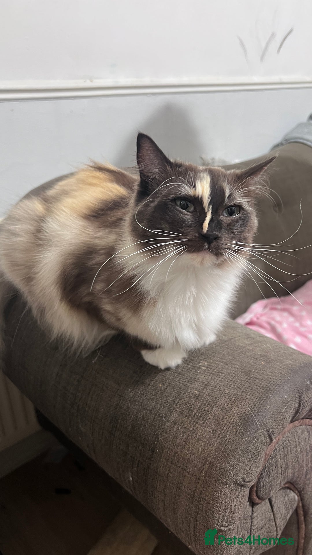 Ragdoll cats for sale: Calico Ragdoll for sale - Image 4