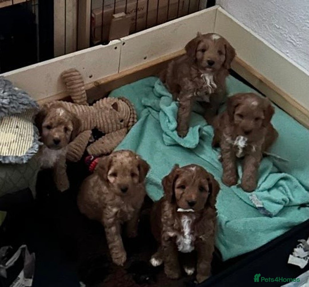 Cavapoo dogs for sale: Cavapoo pup F1b - Advert 3