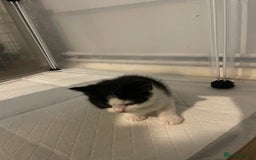 British Shorthair cats for sale: Stunning kittens from a beautiful calico mum 😻 - Image 6