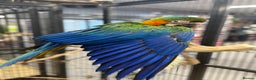 Macaws birds for sale: Stunning Handreared baby Catalina Macaw  - Advert 2