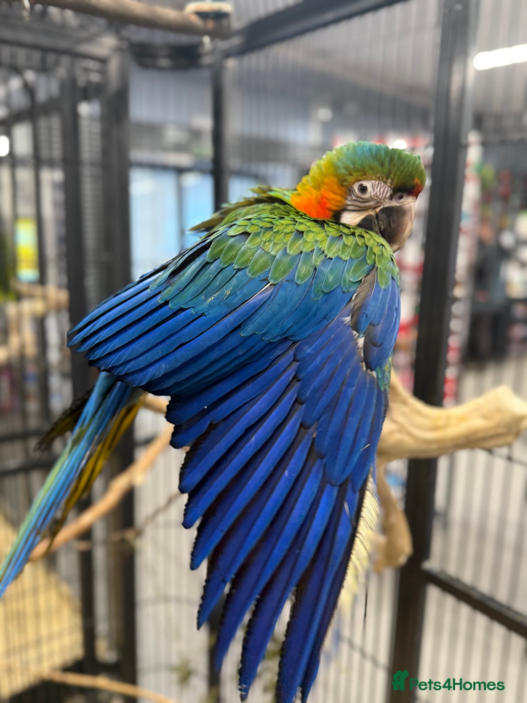 Macaws birds for sale: Stunning Handreared baby Catalina Macaw  - Advert 2