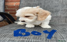 Cockapoo dogs for sale: Beautiful Cockapoo puppies - Image 6