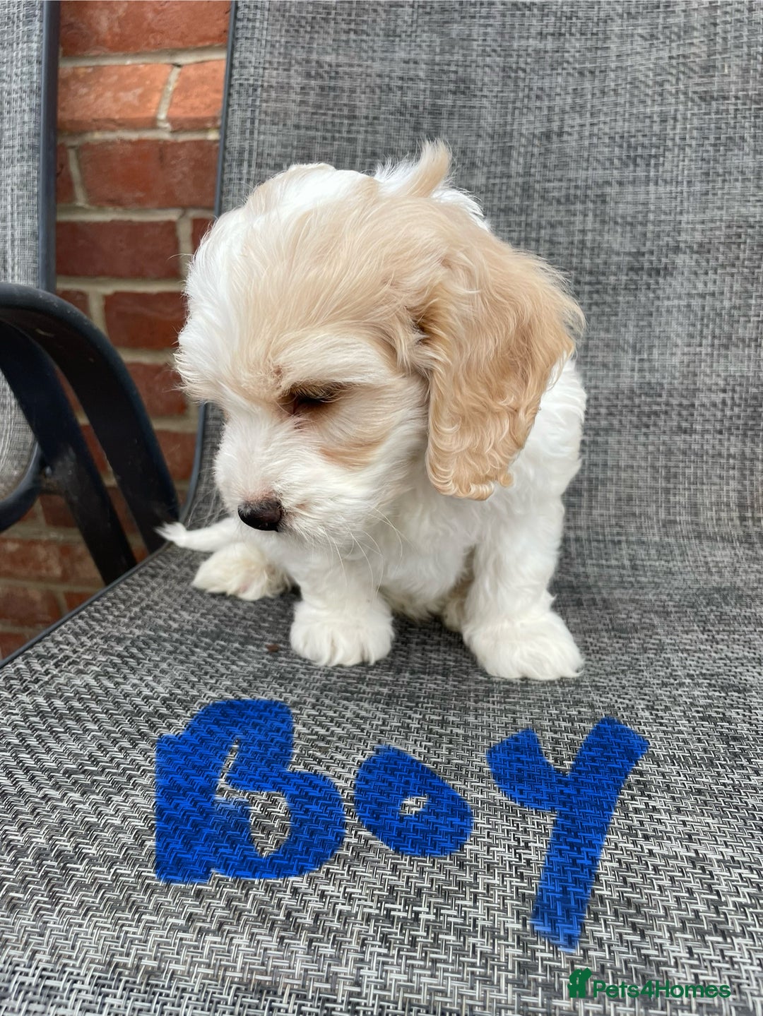 Cockapoo dogs for sale: Beautiful Cockapoo puppies - Image 6