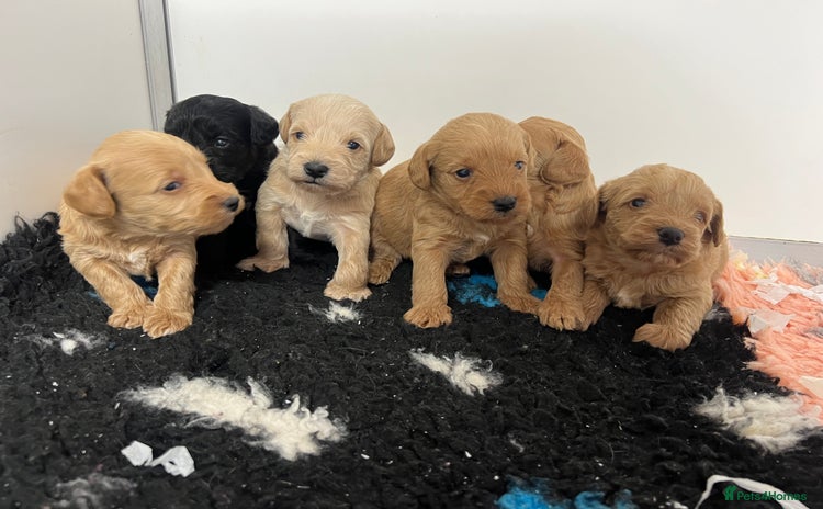 Mixed Breed dogs - Advert 8