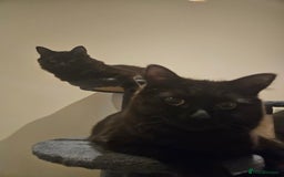 Ragdoll cats for sale: Brother & Sister 8month Ragdoll kittens for Home - Advert 15