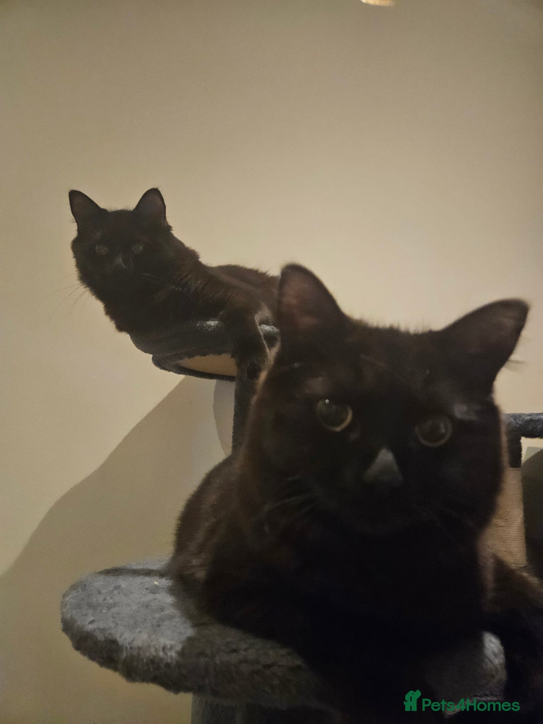 Ragdoll cats for sale: Brother & Sister 8month Ragdoll kittens for Home - Advert 15