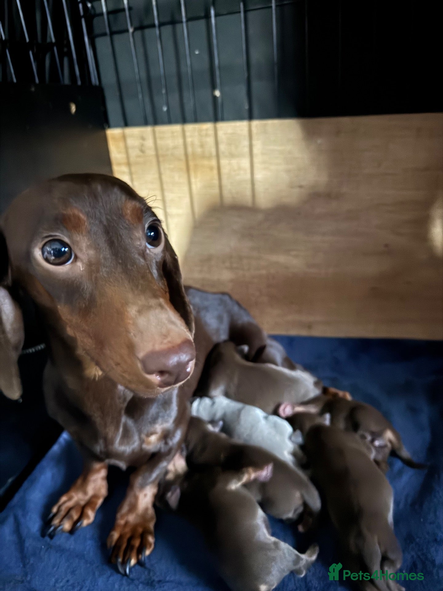 Chiweenie dogs Chiweenie Puppies - Advert 10