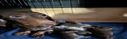 Chiweenie dogs for sale: Chiweenie Puppies - Advert 1
