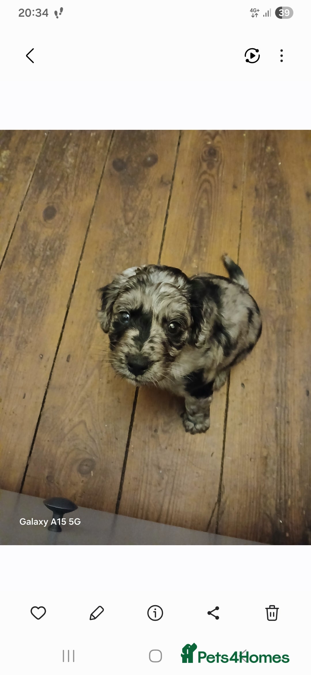 Mixed Breed dogs for sale: 3 beautiful cocker doodles - Advert 9