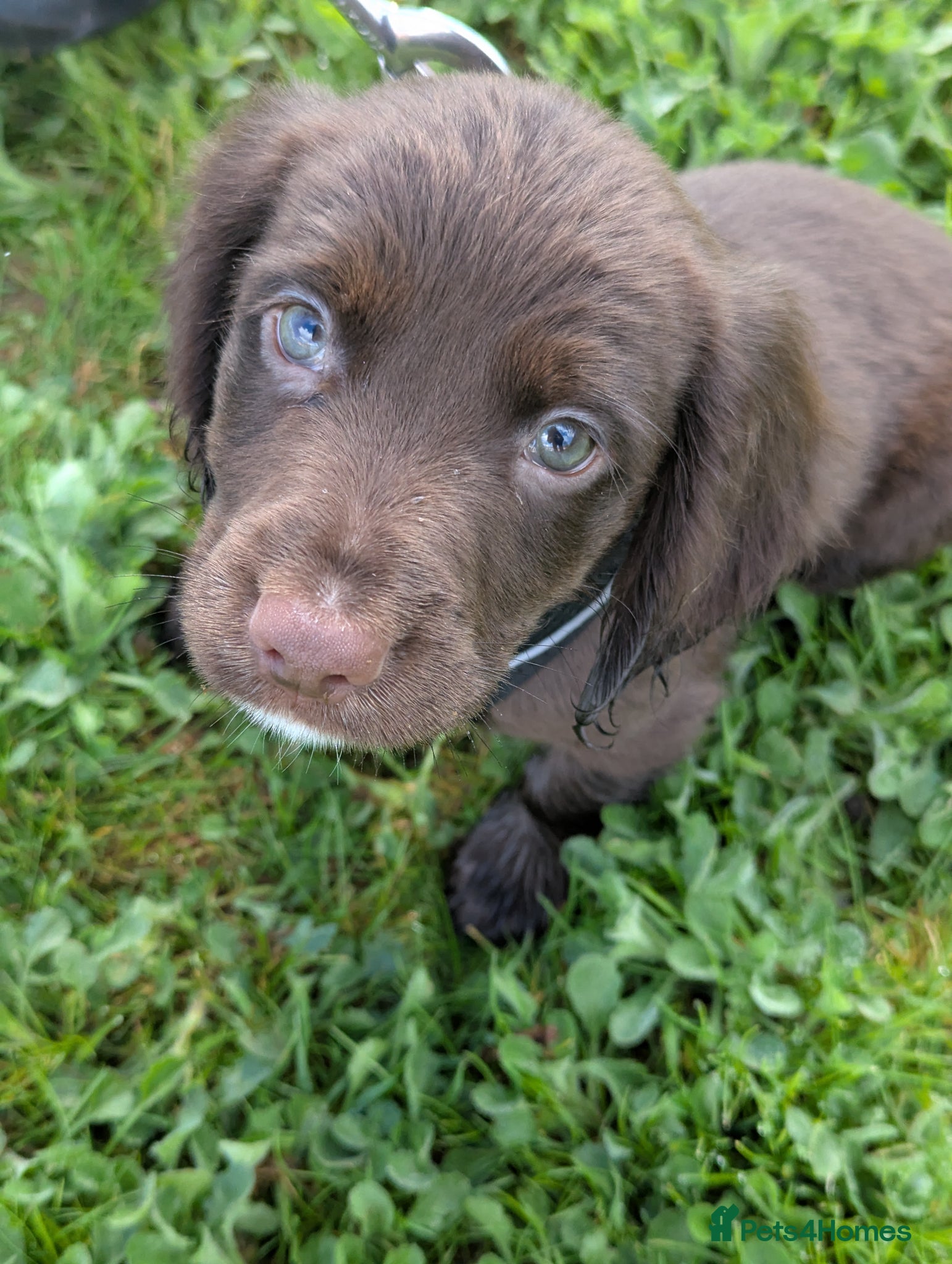 Cocker Spaniel dogs Gorgeous little boy - Advert 5