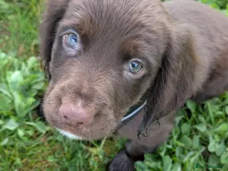 Cocker Spaniel dogs Gorgeous little boy - Advert 5