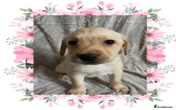 Labrador Retriever dogs for sale: 3 Beautiful female Labradors ready to leave❤️ - Image 8