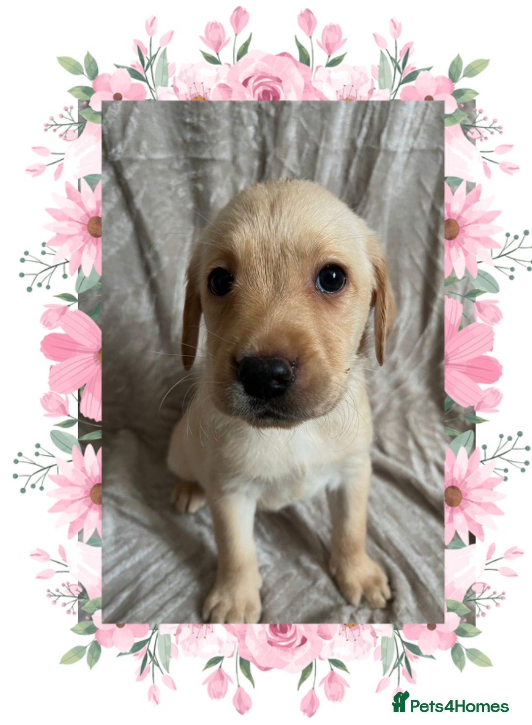 Labrador Retriever dogs for sale: 3 Beautiful female Labradors ready to leave❤️ - Image 8