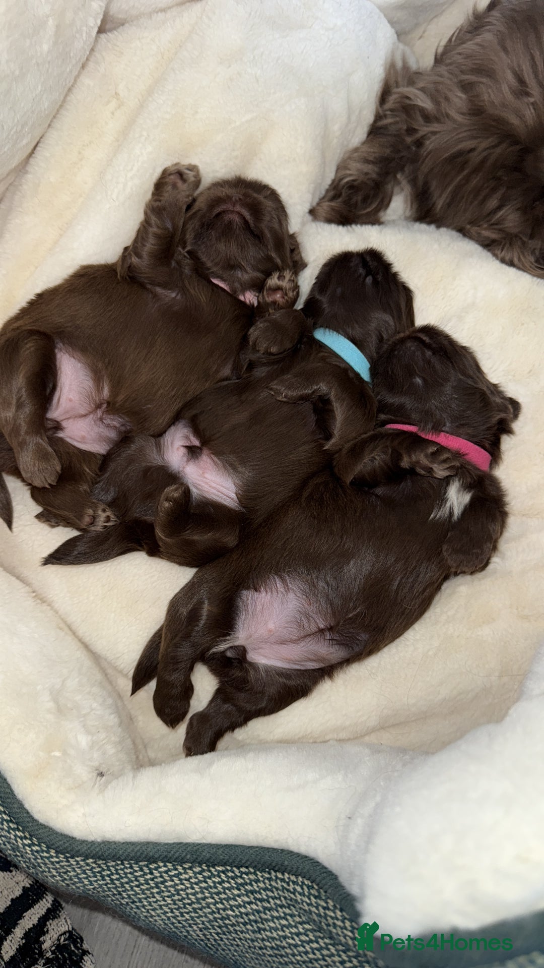 Shih Tzu dogs for sale: Stunning chocolate imperial Shih tzu - Advert 8