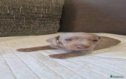 Dachshund dogs for sale: 2 girls and 1 boy miniature dachshund puppies  - Image 25