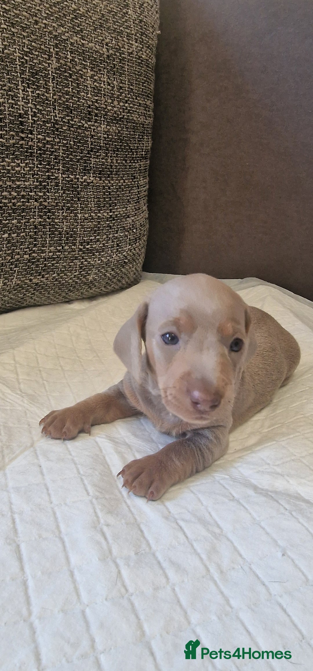 Dachshund dogs for sale: 2 girls and 1 boy miniature dachshund puppies  - Image 25