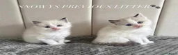 Ragdoll cats for sale: Ragdoll Kittens - Waiting List Open🤍 - Advert 7
