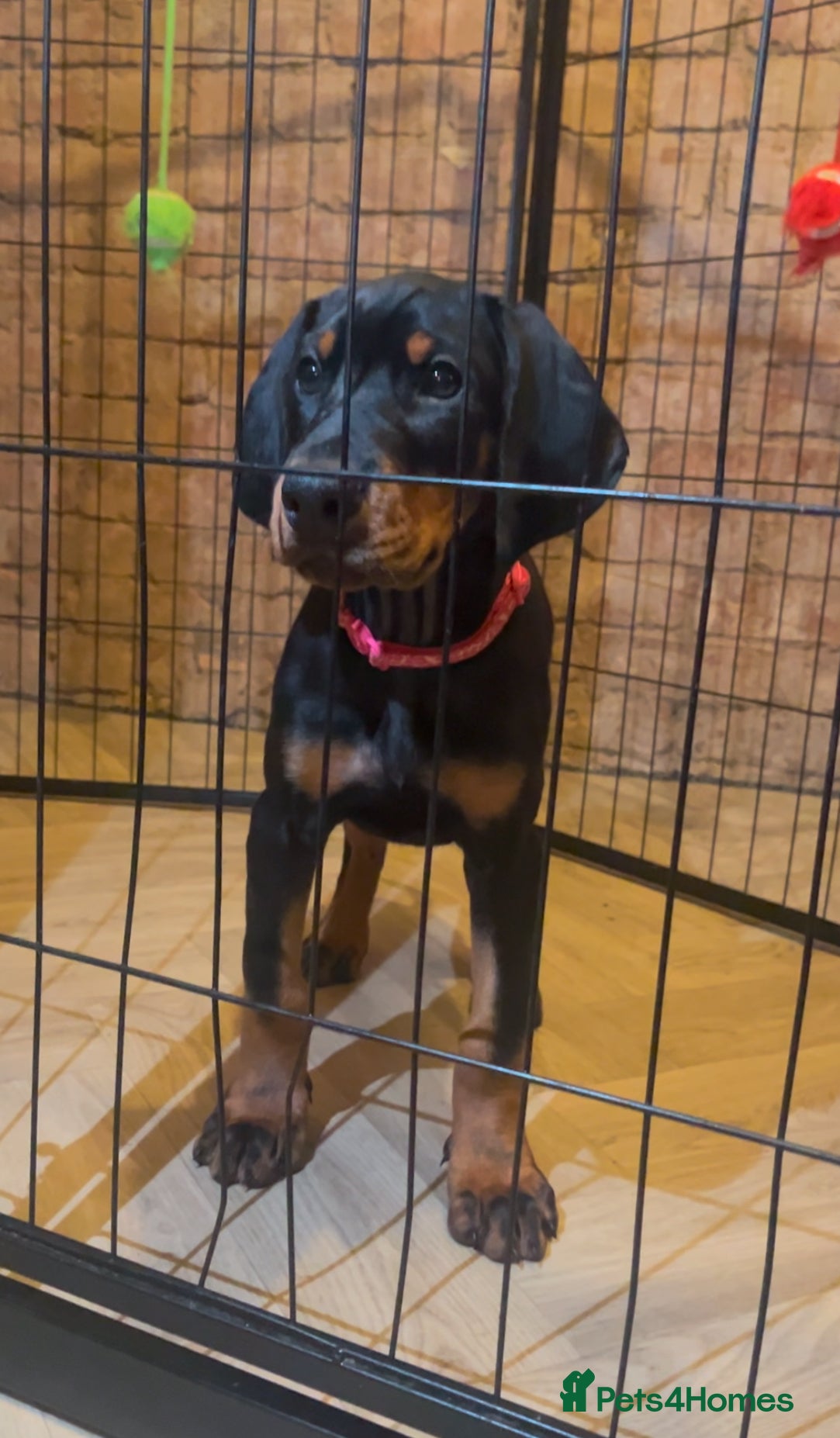 Dobermann dogs 🏆Supreme Dobermanns - Where Excellence Begins 🏆 - Advert 6