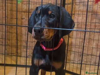 Dobermann dogs 🏆Supreme Dobermanns - Where Excellence Begins 🏆 - Advert 6