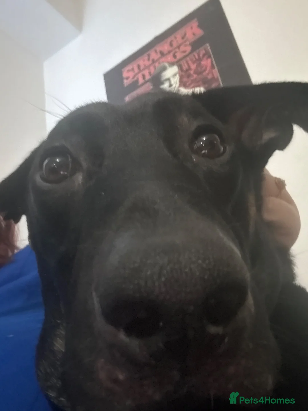 Mixed Breed dogs for sale: Nyla (malanois, Doberman, lurcher mix) in Leeds - Advert 2
