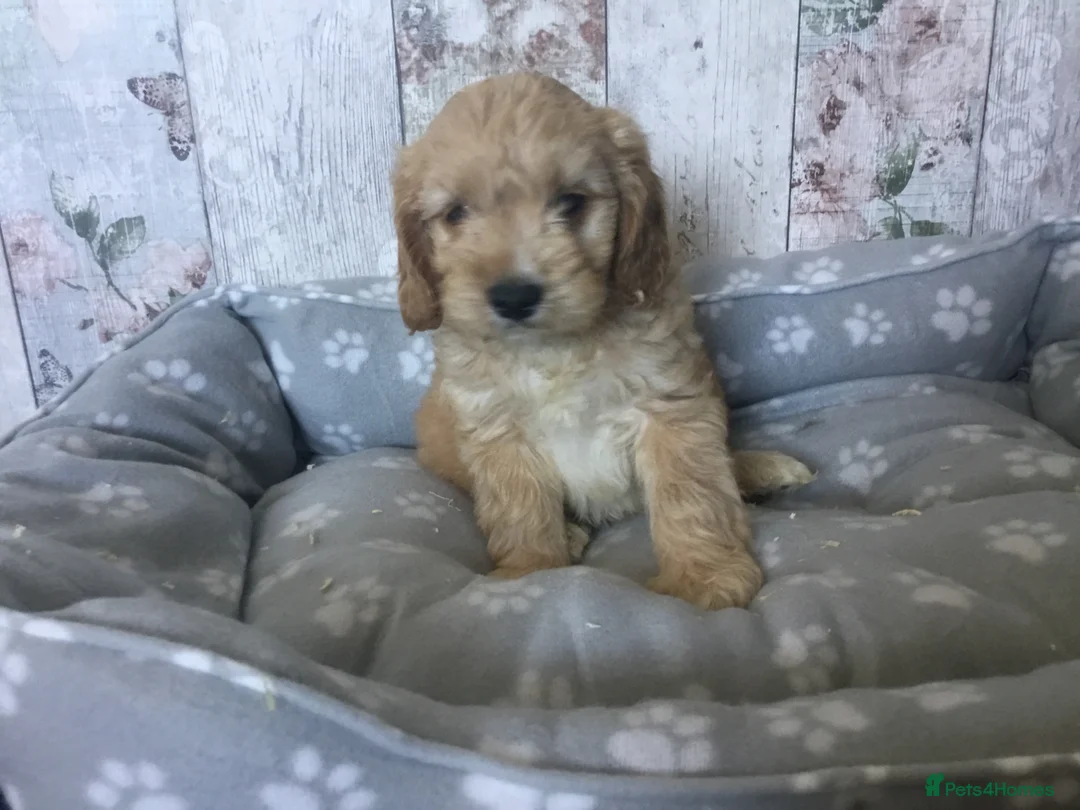 Mixed Breed dogs for sale: Adorable Cockalierpoo pups ( so cute) - Advert 18