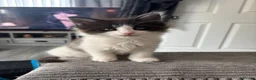 Turkish Van cats for sale: Stunning Turkish van mix READY NOW - Advert 25