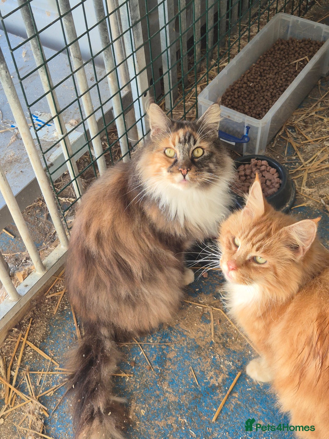 Maine Coon cats for sale: Maine Coon Group - Advert 2