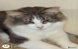 Norwegian Forest Cat cats for sale: 4 11 week old kittens  - Image 22