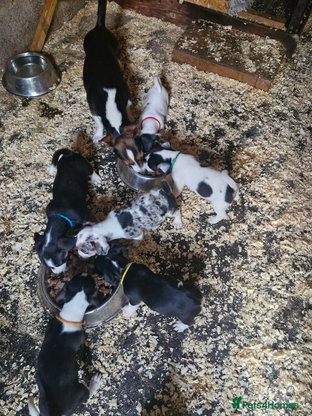 Jack Russell dogs for sale: Jack russell puppy's  - Image 7