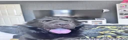 Shar Pei dogs for stud: Arrow the bear coat dark knight  - Advert 4
