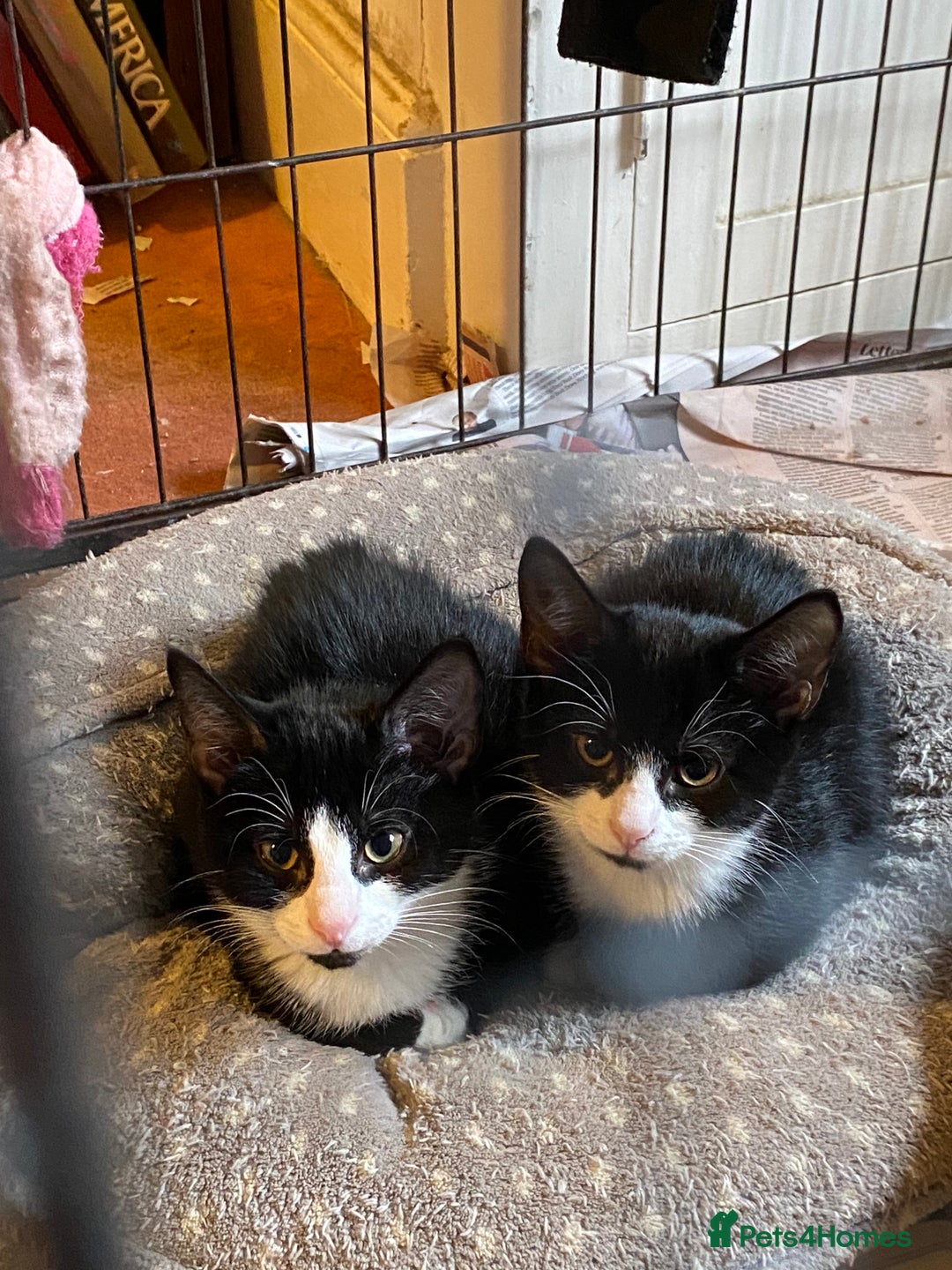 Mixed Breed cats for sale: Friendly kittens looking for homes ! - Image 6