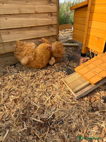 Chickens poultry - Advert 18