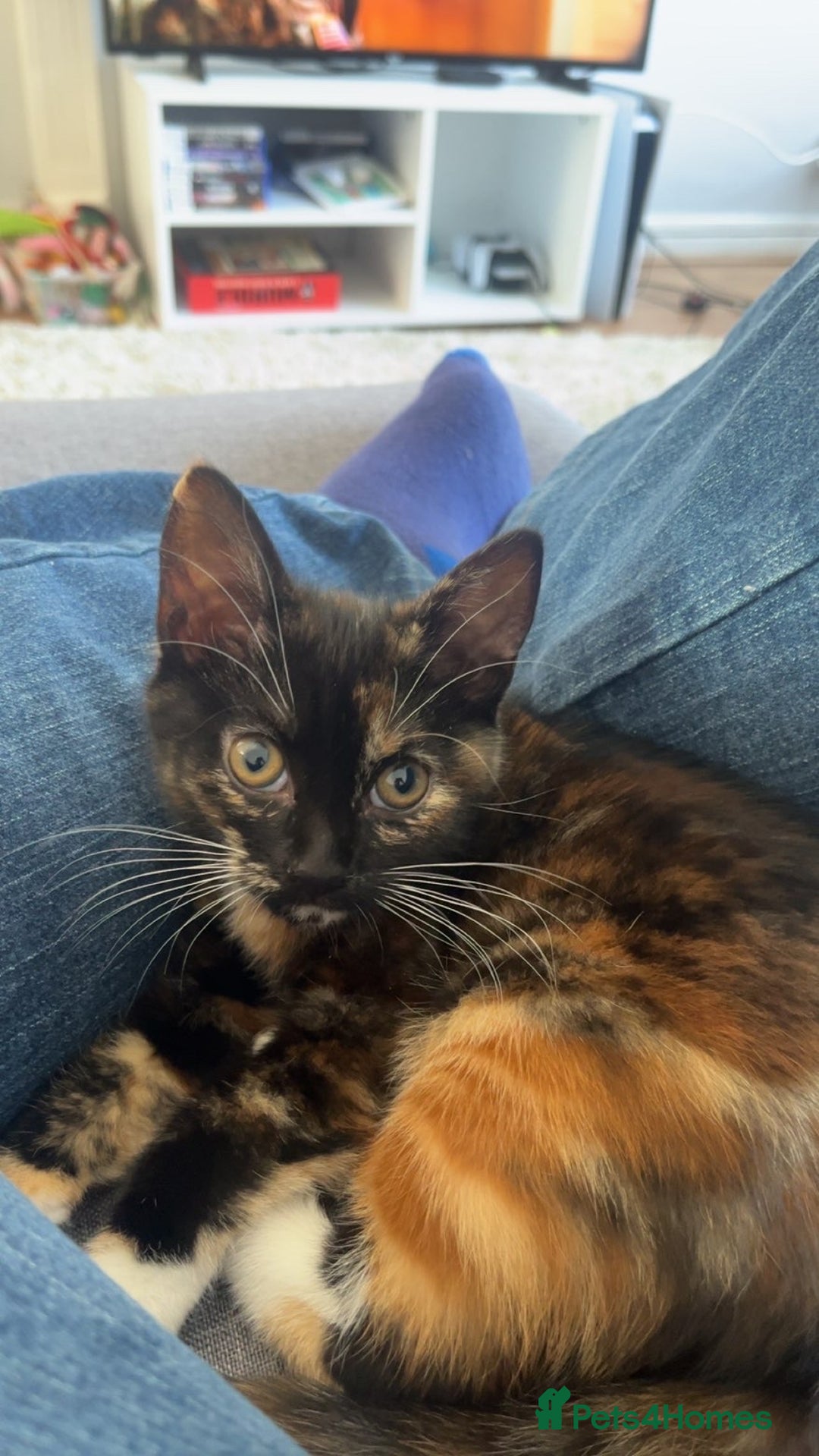 Domestic Shorthair cats for sale: Female cat for sale  - Advert 5