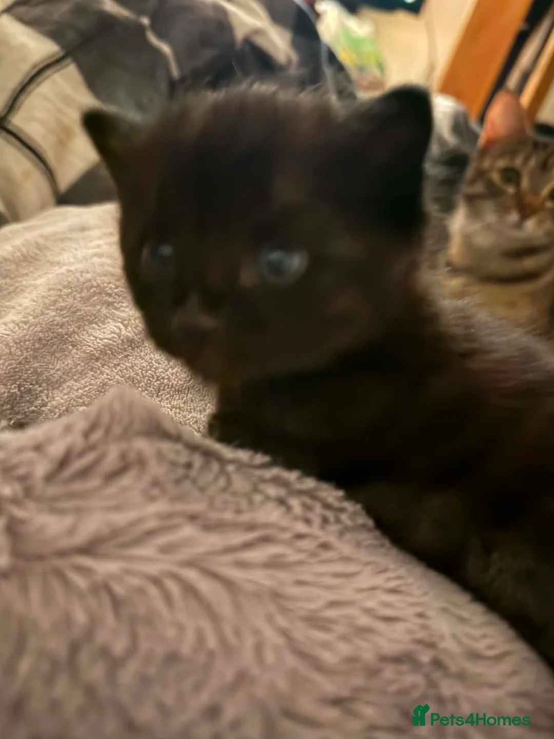 Mixed Breed cats for sale: Black male Kitten in Sittingbourne - Advert 6