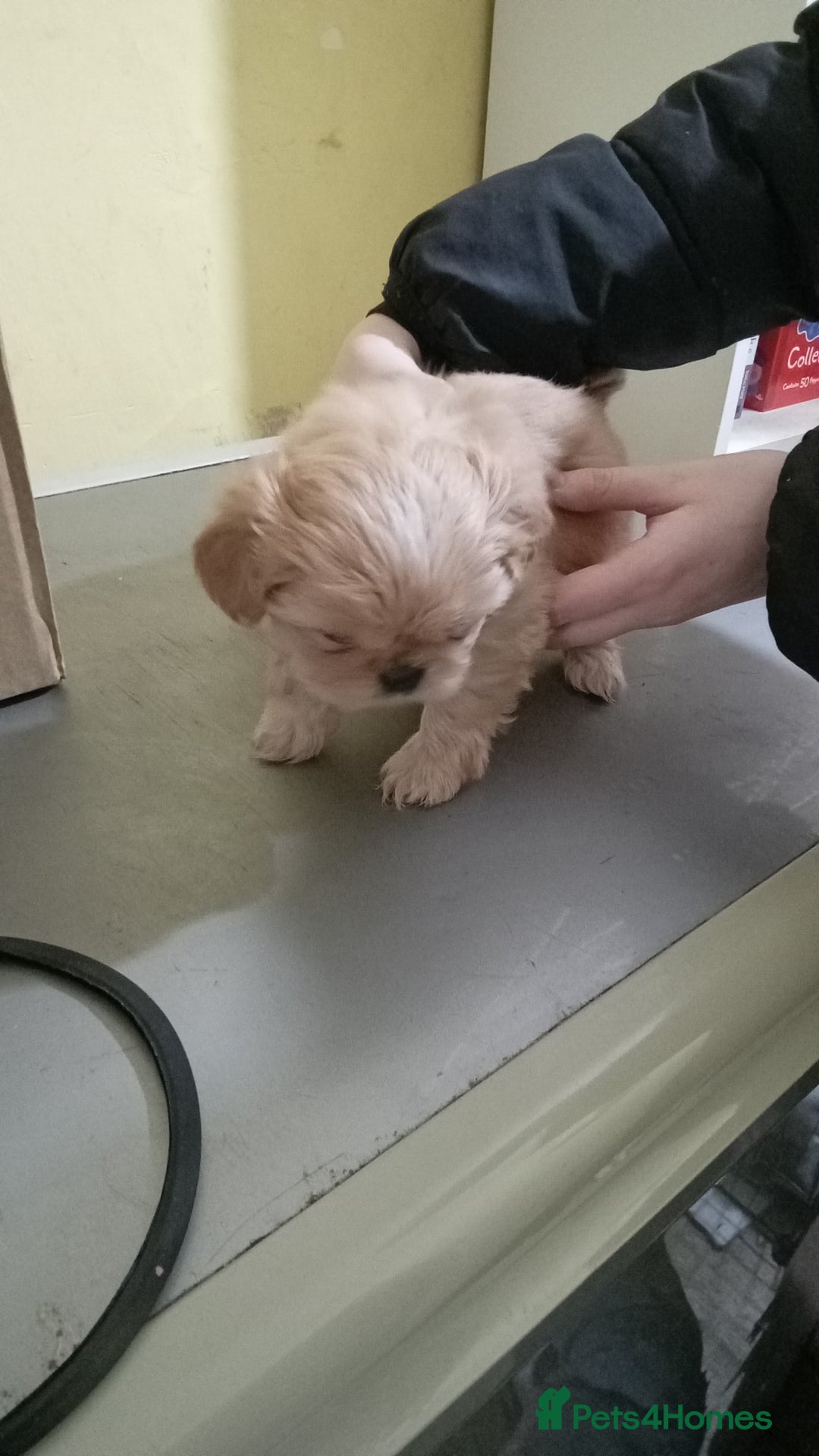 Shih Tzu dogs for sale: Shih Tzu puppies for sale - Advert 3