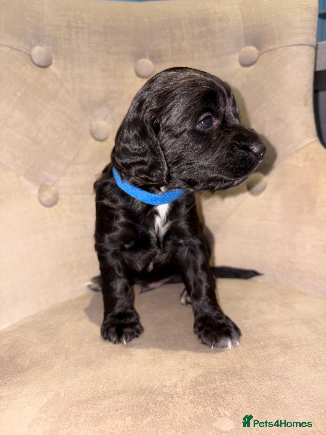 Cockapoo dogs for sale: Beautiful litter of Cockapoo pups - Advert 20